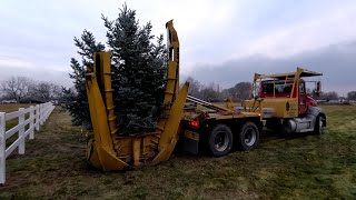 Installing amp Moving Big Trees in the Garden 🌲🌲🌲  Garden Answer [upl. by Esilehc]