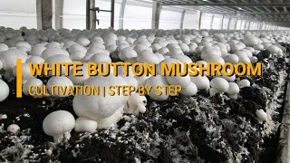 White Button Mushroom Cultivation Agaricus bisporus  DMR Solan [upl. by Anele]