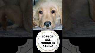 📛 ¿COMO SABER SI MI PERRO TIENE MOQUILLO 📛 SÍNTOMAS del MOQUILLO en Perros Cachorros y Adultos [upl. by Noswal642]