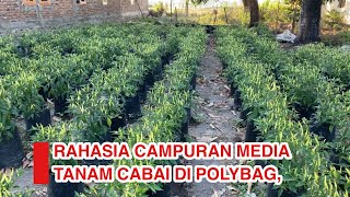 CAMPURAN MEDIA TANAM SUPER  UNTUK CABAI DI POLYBAG [upl. by Eanahs]