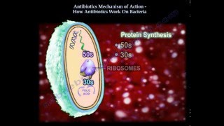 Antibiotics Mechanism Of Action Part 1  Everything You Need To Know  Dr Nabil Ebraheim [upl. by Cyrano795]