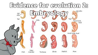 Evidence for Evolution  Embryology [upl. by Yecam5]