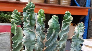 Cereus Forbesii Spiralis  Spiral Cactus [upl. by Persson971]