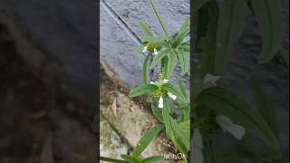 തുമ്പ Leucaskerala flower onam herb tree tompavoo plant [upl. by Ydneh]