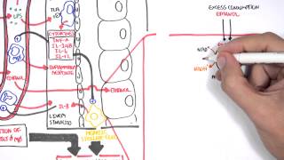 Alcohol Physiology ethanol metabolism and biochemistry [upl. by Jangro]