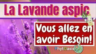 Brûlure Piqûre Douleurs et infections comment utiliser lHuile Essentielle de Lavande Aspic [upl. by Anelrad]