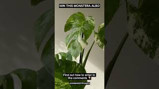 Win this gorgeous Monstera Albo in our giveaway plants houseplantclub albo monsteravariegated [upl. by Aicele476]