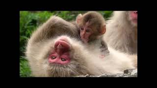 Relax film animals Japan in 4KJapan wildlifeJapanece macaqujapanese salamanderetcAnimal sounds [upl. by Porush]