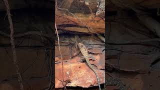 Finding a Kimberley Rock Monitor was the biggest thrill on a trip to Kununurra herping [upl. by Hnib72]