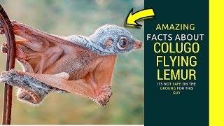 Colugo flying lemur Amazing facts about Giant colugo fats [upl. by Neomah]