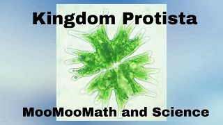 Kingdom Protista [upl. by Annaiuq]