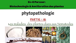 Phytopathologie partie 16  les maladies des plantes dues aux nématodes [upl. by Amena]