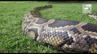 15 Foot Burmese Python Gets Outside for Some Sun  Cincinnati Zoo [upl. by Ahcsas801]