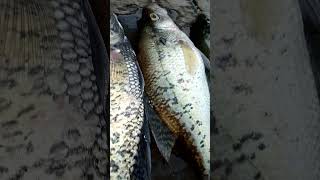 Its suppa time crappie [upl. by Best]