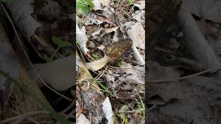 Morchella Austria March 2024 morchella morchellaconica morcheln morrel asmr asmrmushrooms [upl. by Buffum]