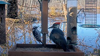 Female Pileated Woodpecker Shares Feeders With Other Woodpeckers – Nov 20 2023 [upl. by Dnaltiak96]