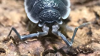 Porcellio hoffmanseggi Isopod Care Guide [upl. by Nala752]