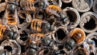 Full house Männchen der Gehörnten Mauerbiene Osmia cornuta [upl. by Joselow]