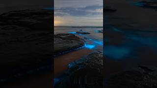 AMAZING Bioluminescence 🤯 SCIENCE facts [upl. by Joanie779]