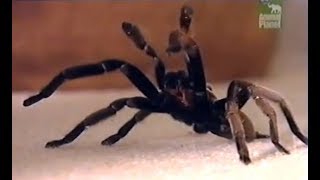 Australian TarantulaWhistling spider [upl. by Ronyam612]