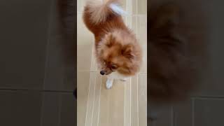 My Lil Moggie cuteness overload pomeranian satisfying shorts pets [upl. by Nitza]