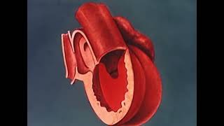 HEART EMBRYOLOGY animation embryology heart [upl. by Millisent]