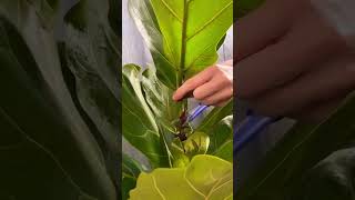 Cutting plants for new growth plants beautiful soilpot soiltypes farming propagation edit [upl. by Etteniotna]