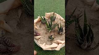 Haworthia Zebra  Tips for growing Haworthia Succulent [upl. by Ikila]