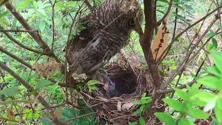 The owl attacked a nest of birds captured two birds猫头鹰袭击了一窝小鸟，抓走2只小鸟，团灭后再次回来 [upl. by Portie793]