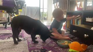 SPENCER SHARES HIS LUNCH WITH PIPERbaby babyanddog frenchie frenchbulldog frenchbulldoglife [upl. by Noet572]