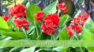 How to Plant Canna Bulbs [upl. by Anawot]