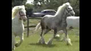 Horses  Shire Horses  Thames News  1991 [upl. by Ennaimaj311]