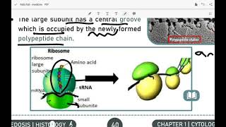 histology 15 cytology  NONMEMBRANOUS CELL ORGANELLES [upl. by Novehs]