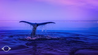 Relaxing Whale Sounds  10 Hour Underwater Ambience White amp Pink Noise  Sleep Chill Study Relax [upl. by Judon]