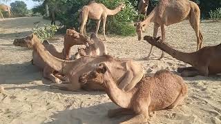 Camels playing in sand beautifully What a beautiful ❤️ view of camels group [upl. by Cherie]