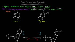 Deoxyribonucleotides and Deoxythymidylate Synthesis [upl. by Aztiram]