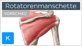 Rotatorenmanschette Aufbau und Funktion Vorschau  Anatomie des Menschen  Kenhub [upl. by Xam]