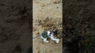 kitten funny short6 [upl. by Tedmund180]