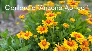 Gaillardia ‘Arizona Apricot’ Blanket Flower [upl. by Kurman]