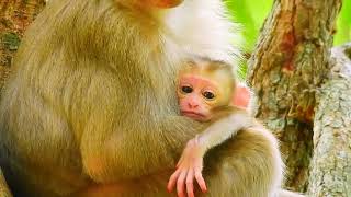 Tender Care Mum Joli with Baby Jenifer monkeynay babymonkey monkey short [upl. by Eliza719]