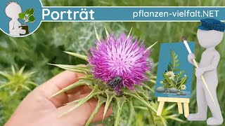 🖼️ Porträt 081  Mariendistel Silybum marianum  WildpflanzenSteckbrief Essbar [upl. by Nnylodnewg]