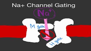 Physiology Sodium Na Channel Gating ActivationInactivation Gates [upl. by Einatirb]