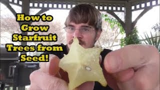 How to Grow Starfruit Trees from Seed Grocery Store Growing Ep 8 [upl. by Studley]