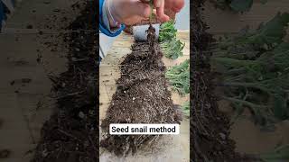 this is seed snail 🐌 a method I use to germinate a lot of seeds in very small space [upl. by Hplodnar]