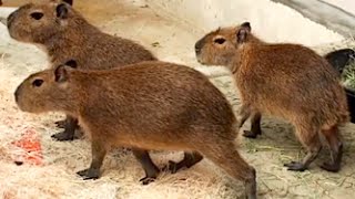 Capybara Babies  SANTA BARBARA ZOO [upl. by Aititil]