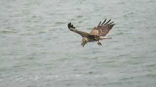 Common Buzzard Buteo buteo Buizerd Landtong Rozenburg ZH the Netherlands 19 Oct 2024 11 [upl. by Anders]