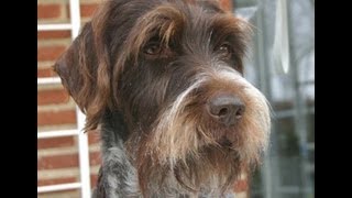 Жесткошерстный грифон Грифон Кортальса  Korthals Griffon Породы собак Dog Breed [upl. by Colpin]