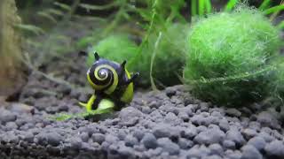 Two horned nerite snails and betta [upl. by Ardien275]