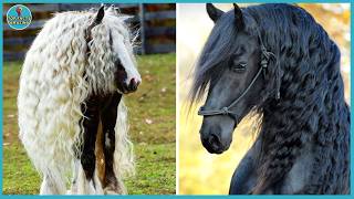 10 Most Beautiful And Unique Horse Breeds In The World Top Facts Amazing [upl. by Malha]