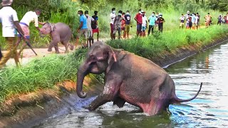 A Touching Family Reunion  Humans Rescue an Elephant Family from a Canal [upl. by Faruq]